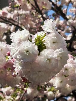 逆光の桜 逆光の桜,さくら,日差しの写真素材