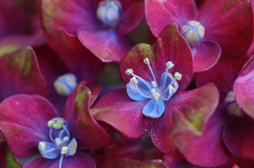 紫陽花 紅と青 紫陽花 紅と青の写真