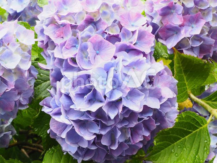 ピンクがかった水色の美しい紫陽花の花 紫陽花,あじさい,アジサイの写真素材