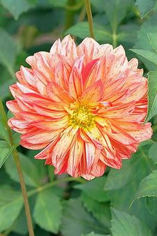 宝塚ダリア園秋　ダリア773　春万里 宝塚市,宝塚ダリア園,ダリアの写真素材