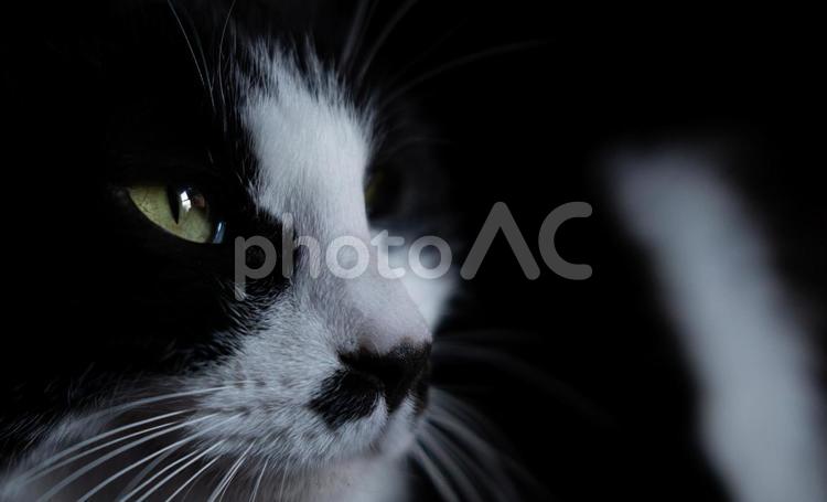 猫の眼差し 猫,cat,ハチワレの写真素材