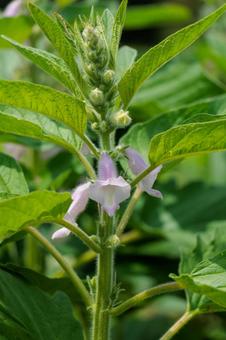 かわいい花が咲いたゴマ畑 植物,葉,自然の写真素材