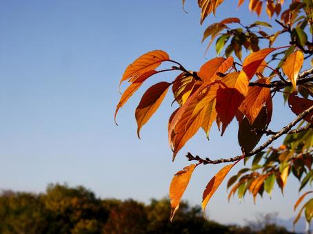 秋色に染まる木の葉と澄んだ青空 秋,紅葉,黄葉の写真素材