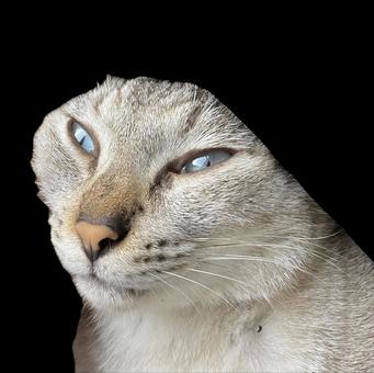 変顔するねこ 変顔するねこ いとおしい,うちの子,かわいいの写真素材