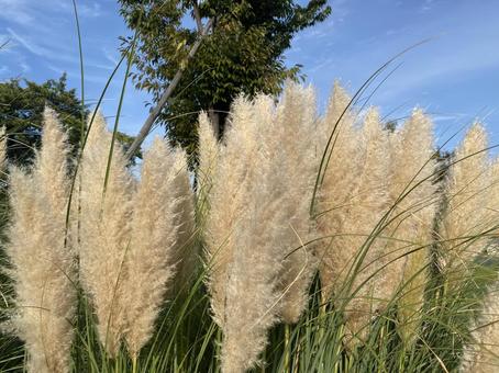 パンパスグラス パンパスグラス,シロガネヨシ,秋の写真素材