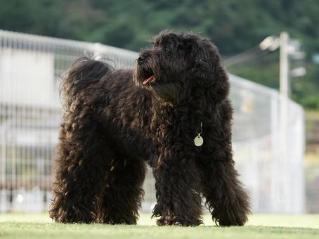 ゴールデンドゥードルのポートレート ゴールデンドゥードルのポートレート 犬,ゴールデンドゥードル,いぬの写真素材