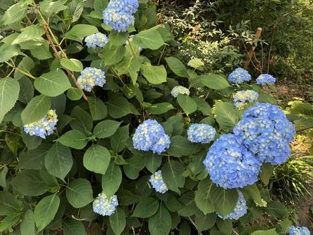 あじさい 自然,風景,アジサイの写真素材