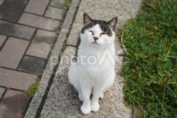 お座りしておやつを待つ猫ちゃん ねこ,猫,動物の写真素材