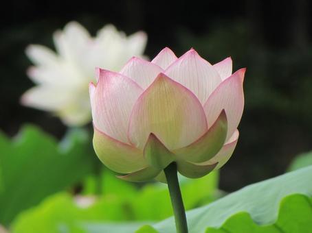 Lotus flower x, JPG