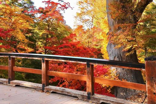 紅葉　長野県　懐古園 紅葉,長野県,懐古園の写真素材