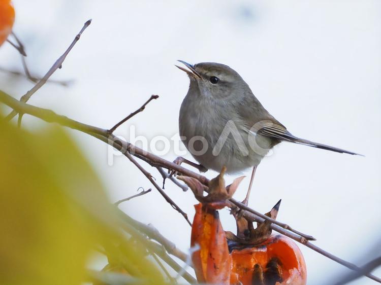 ウグイス ウグイス,鳥,鳴くの写真素材