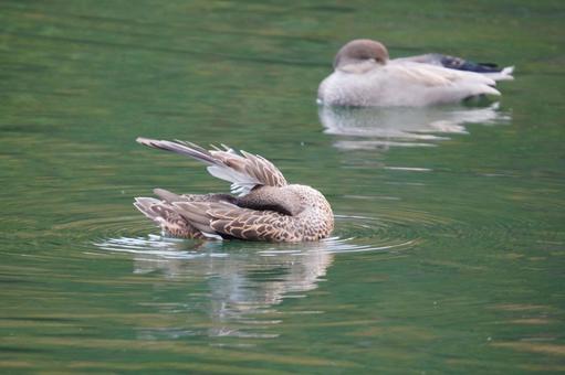 オカヨシガモ オカヨシガモ,観察,鳴くの写真素材