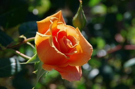 季節の花104 季節の花104の写真