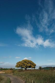 晩秋の江戸川 晩秋,江戸川,小岩菖蒲園の写真素材