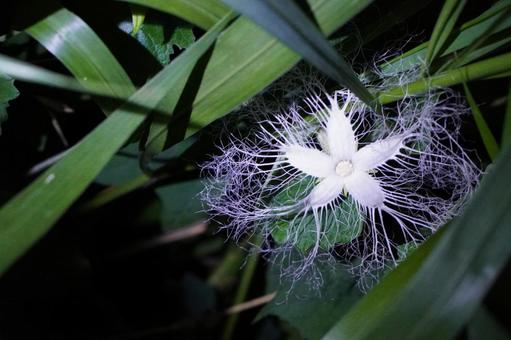 日没後に咲くカラスウリの花 日没後に咲くカラスウリの花の写真