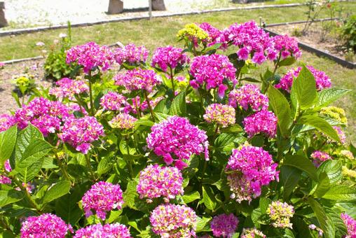 Photo, hydrangea, park, pflanze, 