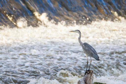 アオサギ(25)の写真