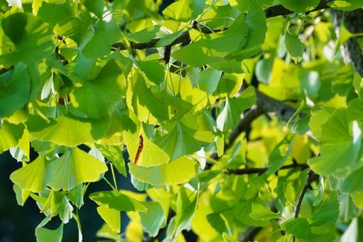 イチョウ イチョウ,葉,黄葉の写真素材