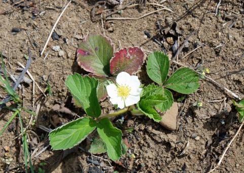 Photo, shirobana snake strawberry, white-billed snake strawberry, white, 