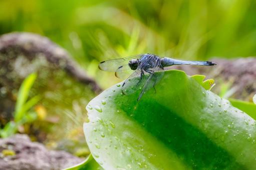 シオカラトンボ(59) トンボ,シオカラトンボ,昆虫の写真素材