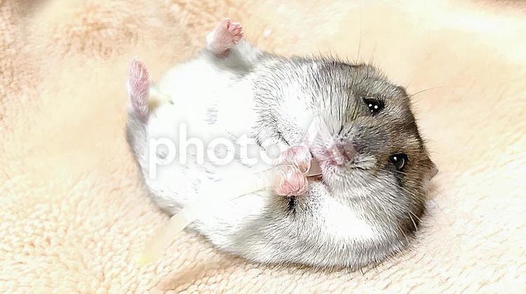 もやしを仰向けで食べるハムスター ジャンガリアンハムスター,ハムスター,もやしの写真素材