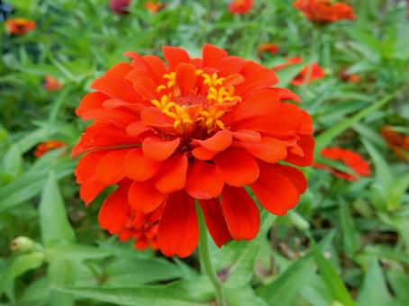 【花の写真】 ヒャクニチソウ（百日草） 百日草,ヒャクニチソウ,キク科の写真素材