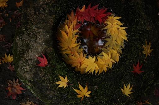 秋 秋,井戸,黄の写真素材