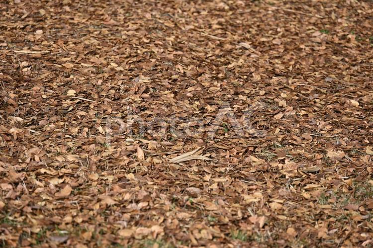 落ち葉・枯れ葉・紅葉・秋のイメージ：背景素材テクスチャ 落ち葉,枯れ葉,紅葉の写真素材