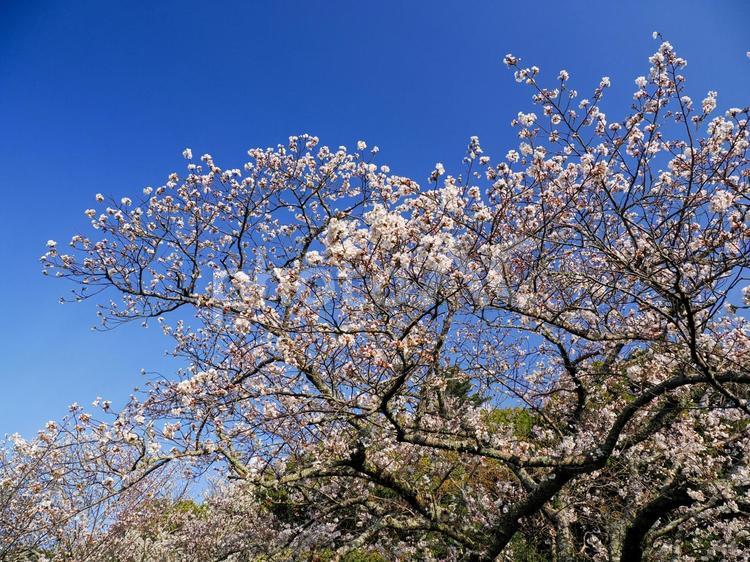 桜のある風景 桜,サクラ,木の写真素材