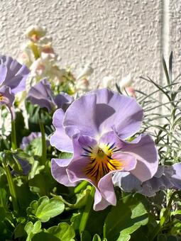 ニュアンスカラーの寄せ植え パンジー,花,植物の写真素材