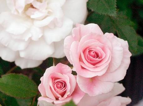 薔薇 薔薇の写真