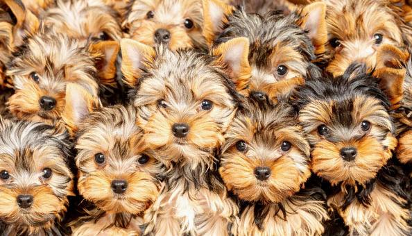 犬の大群 犬の大群の写真