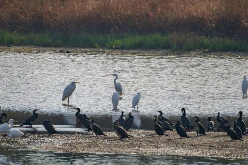 水辺のカワウ 水辺のカワウの写真