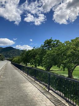 夏の櫨並木(縦) 夏の櫨並木(縦)の写真