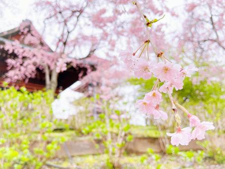 枝垂れ桜の写真
