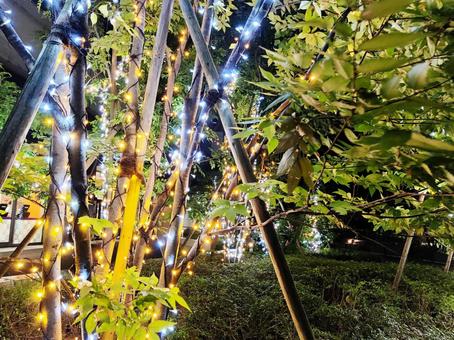 竹と木々のイルミネーション 竹と木々のイルミネーション イルミネーション,ライトアップ,クリスマスの写真素材