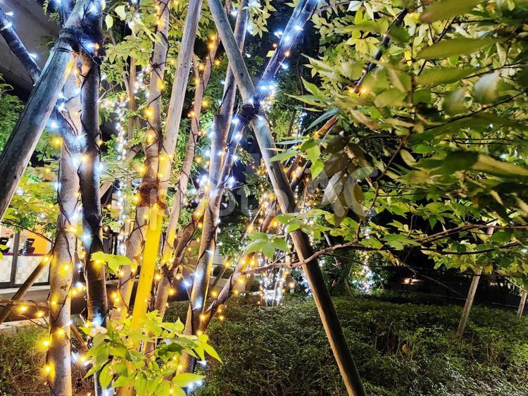 竹と木々のイルミネーション イルミネーション,ライトアップ,クリスマスの写真素材