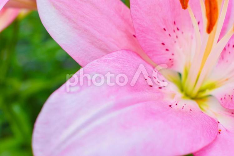 ピンクの花びら 花,植物,ピンクの写真素材