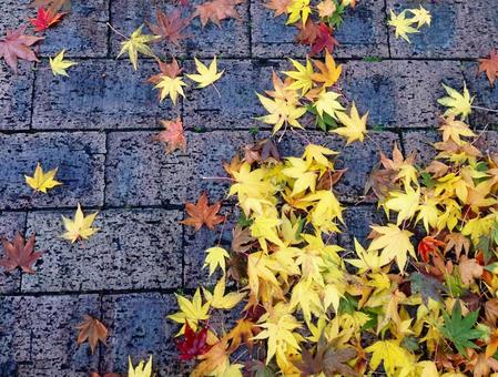 落ち葉(紅葉) 落ち葉(紅葉)の写真