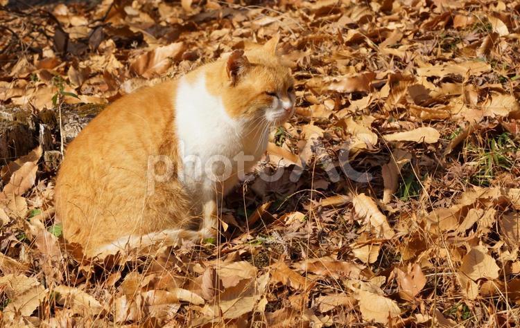 益子で出会った猫様 ネコ,益子,catの写真素材