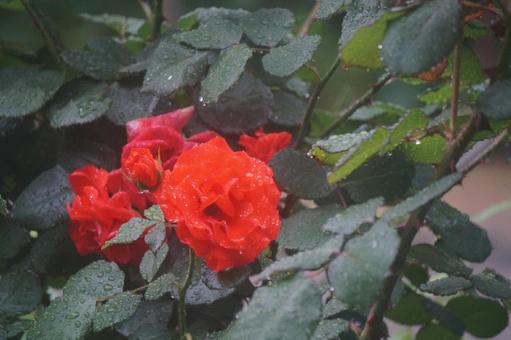 薔薇 薔薇の写真