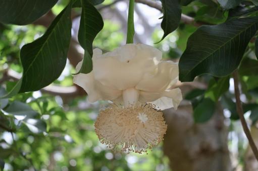 枝先に咲く白いバオパブの花のアップ 枝先,咲く,白いの写真素材