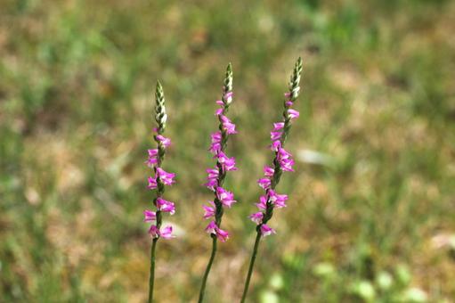 ネジバナ三兄弟2 ネジバナ三兄弟2 花,ピンク,春の写真素材