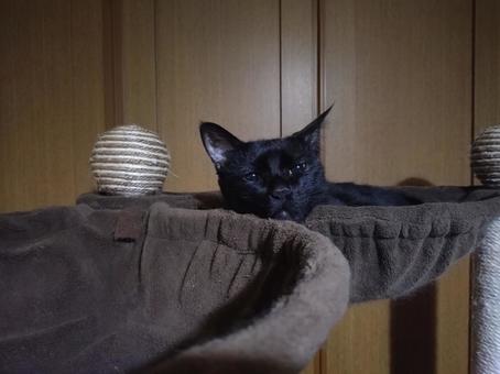 眠たそうな黒猫 眠たそうな黒猫 寝起き,黒猫,ペットの写真素材