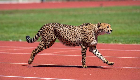 走れ!チーター 走れ!チーターの写真
