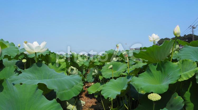 真夏の青空＆蓮根畑の蓮の花・茨城県土浦市 真夏,蓮の花,土浦市の写真素材