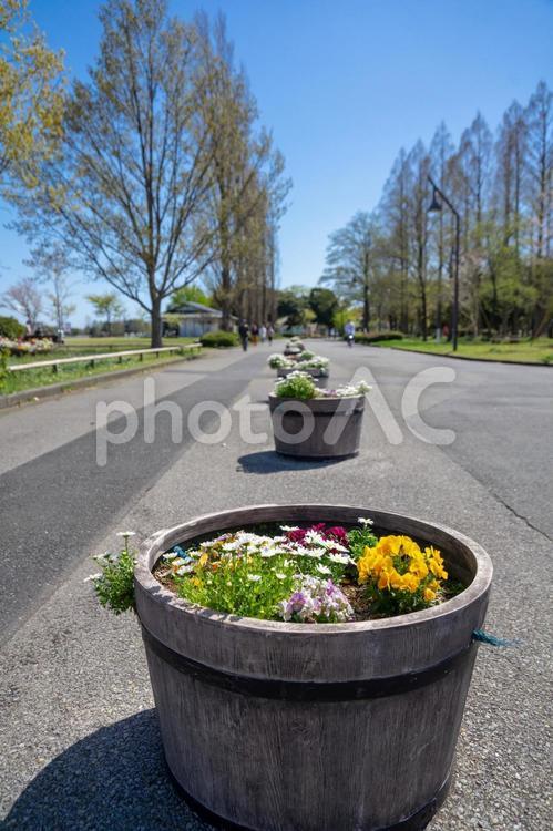 公園の花壇 園芸,春,花壇の写真素材
