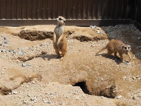 ミーアキャット 動物園 ミーアキャット 動物園の写真