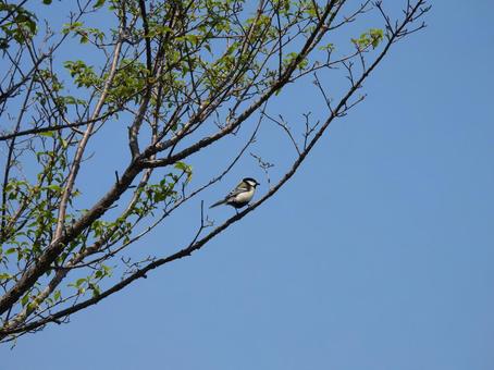 青空と枝にとまるシジュウカラ シジュウカラ,野鳥,小鳥の写真素材