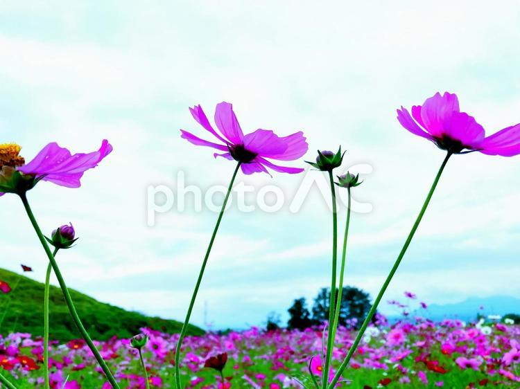 上毛野の里－二子山古墳３ 秋,秋桜,薄紅色の写真素材
